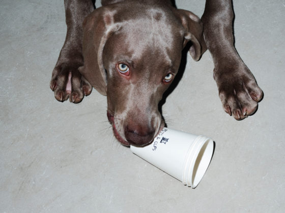 Interior of Pets & Cups in Glyfada featuring pet grooming, retail and café areas by Michail Architects