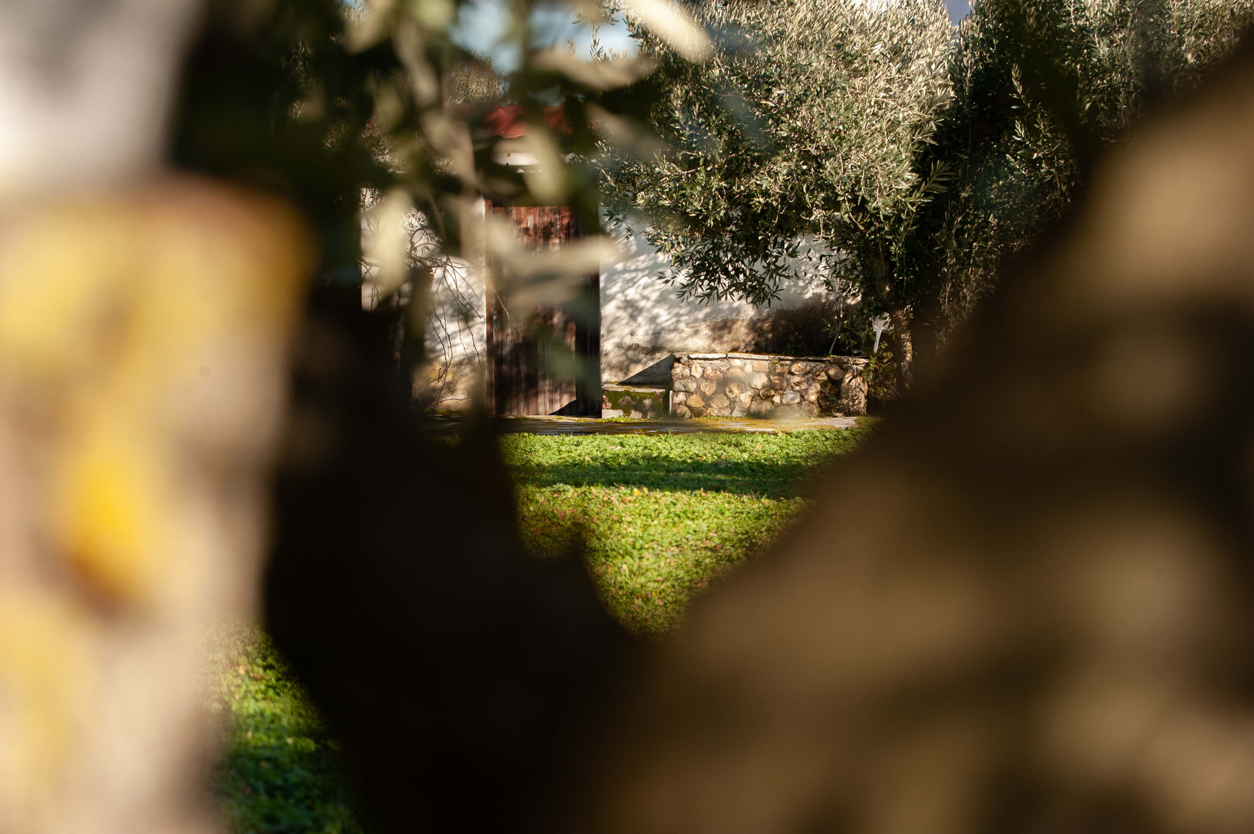 Detail of olive branches