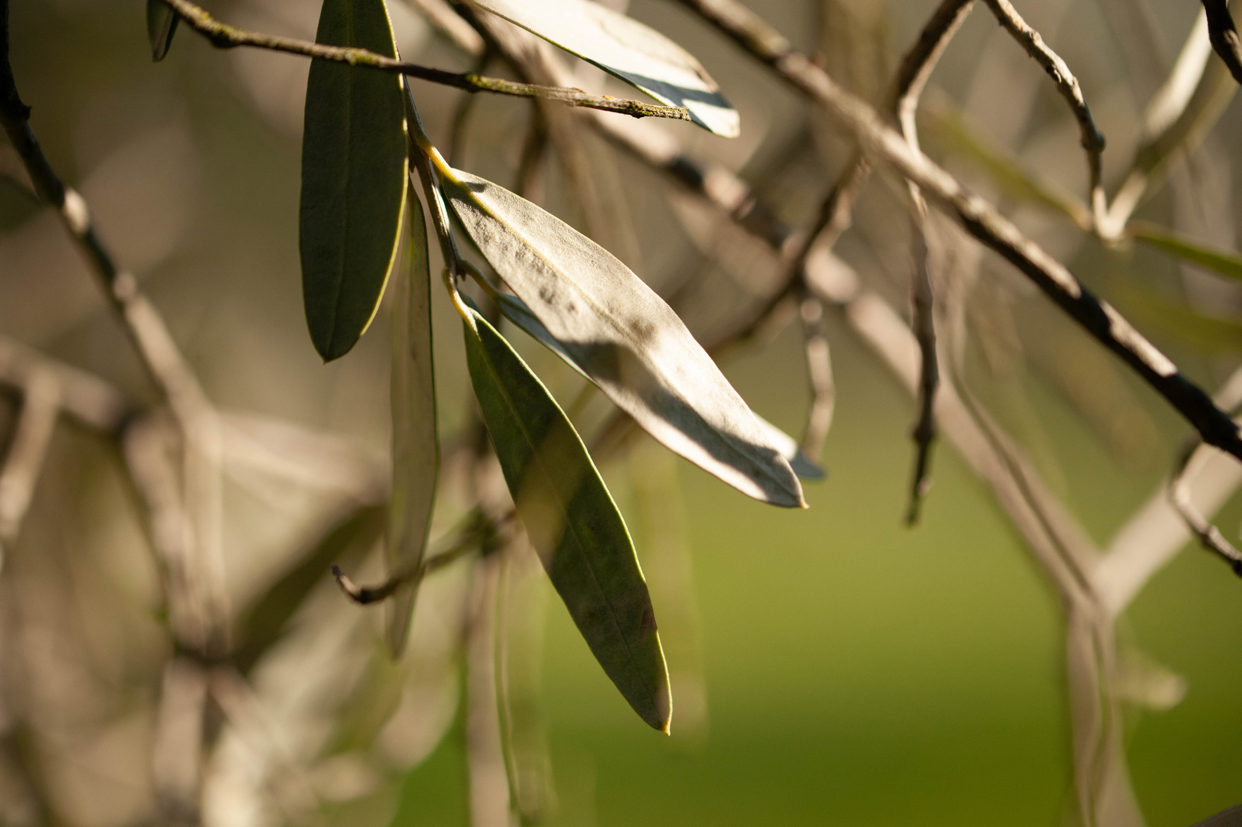 Detail of olive branches