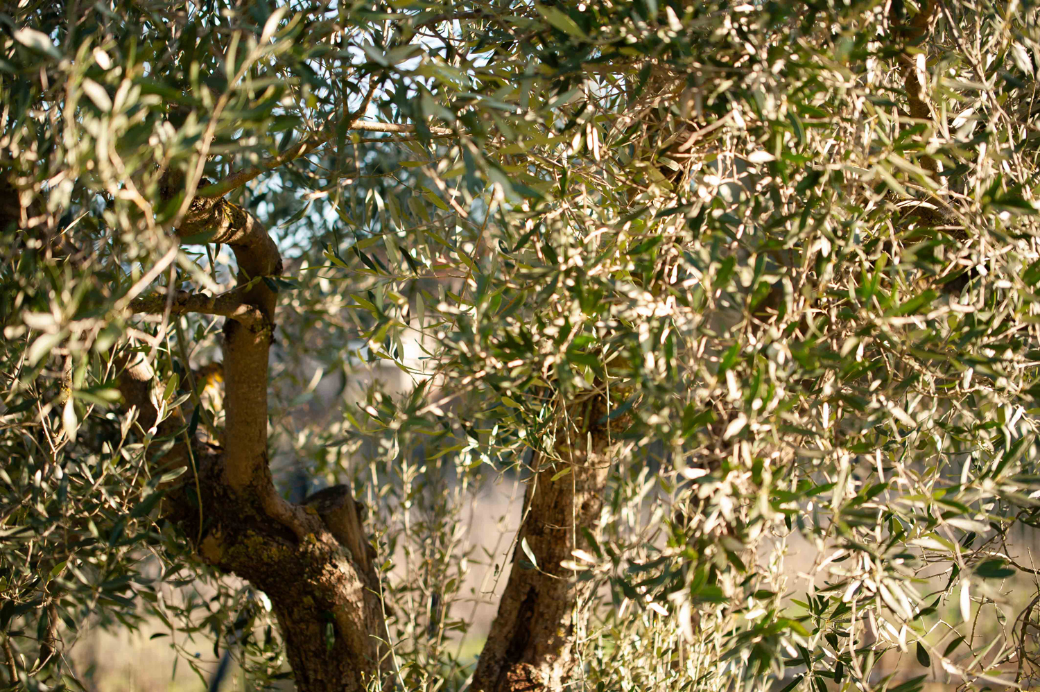 Olive trees growing next to Slab Design Studio in Souroti landscape