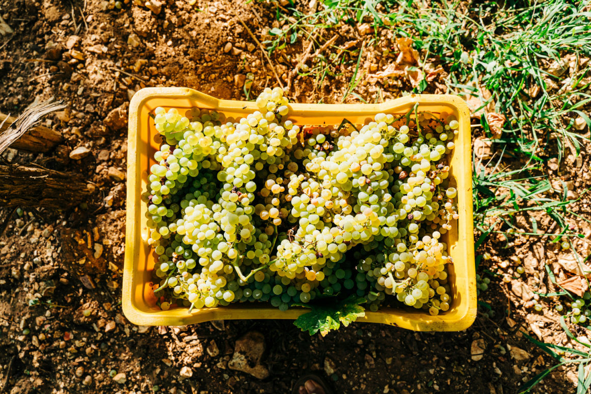 Grape harvest in a Greek vineyard in late summer