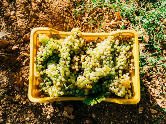 Grape harvest in a Greek vineyard in late summer